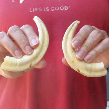 Matching pair of 6 inch Warthog Tusks - For Sale for $23/pair