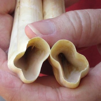 Matching pair of 6 inch Warthog Tusks - For Sale for $23/pair