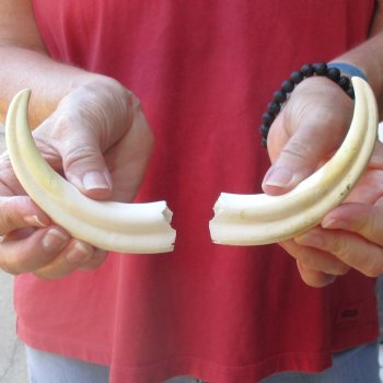 Matching pair of 6 inch Warthog Tusks - For Sale for $23/pair