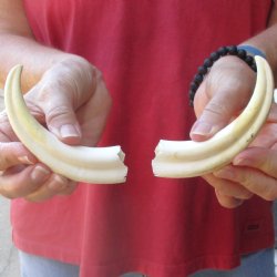 Matching pair of 6 inch Warthog Tusks - For Sale for $23/pair