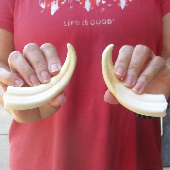 Matching pair of 6 inch Warthog Tusks - For Sale for $23/pair