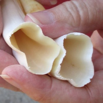 Matching pair of 6 inch Warthog Tusks - For Sale for $23/pair