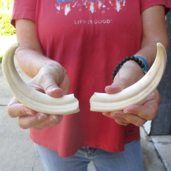 Matching pair of 7 inch Warthog Tusks - For Sale for $29/pair