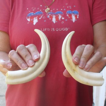 Matching pair of 7 inch Warthog Tusks - For Sale for $29/pair