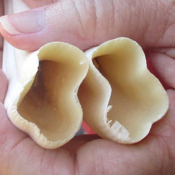 Matching pair of 7 inch Warthog Tusks - For Sale for $29/pair