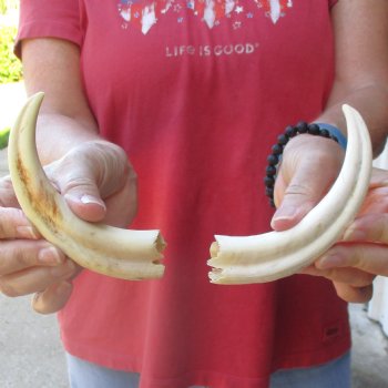 Matching pair of B-Grade 6 inch Warthog Tusks - For Sale for $18/pair