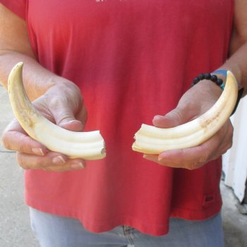 Matching pair of 6-3/4 & 7 inch Warthog Tusks - For Sale for $23/pair