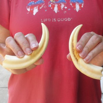 Matching pair of 6-3/4 & 7 inch Warthog Tusks - For Sale for $23/pair