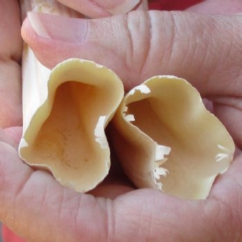 Matching pair of 6-3/4 & 7 inch Warthog Tusks - For Sale for $23/pair