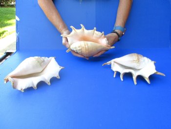 Three piece lot of 8"-10" Giant Spider Conch Shell for Sale for $20/lot