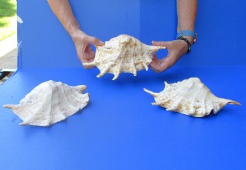Three piece lot of 8"-10" Giant Spider Conch Shell for Sale for $20/lot
