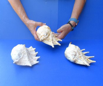 Three piece lot of 8"-10" Giant Spider Conch Shell for Sale for $20/lot