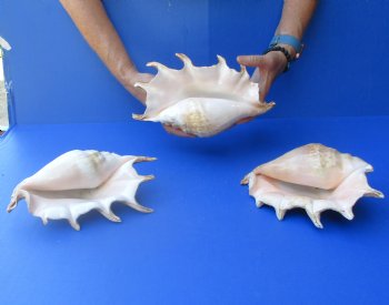 Three piece lot of 8"-10" Giant Spider Conch Shell for Sale for $20/lot