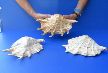 Three piece lot of 8"-10" Giant Spider Conch Shell for Sale for $20/lot