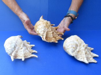 Three piece lot of 8"-10" Giant Spider Conch Shell for Sale for $20/lot