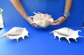 Three piece lot of 8"-10" Giant Spider Conch Shell for Sale for $20/lot