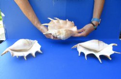 Three piece lot of 8"-10" Giant Spider Conch Shell for Sale for $20/lot