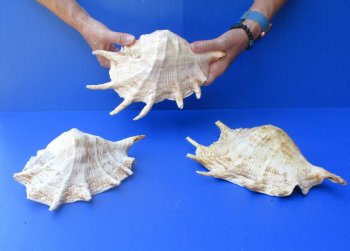 Three piece lot of 8"-10" Giant Spider Conch Shell for Sale for $20/lot