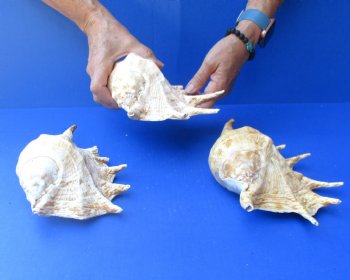 Three piece lot of 8"-10" Giant Spider Conch Shell for Sale for $20/lot