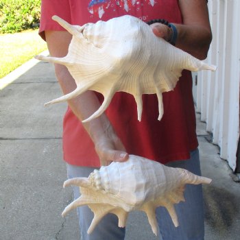 Two piece lot of 12" Giant Spider Conch Shell for Sale $23/lot