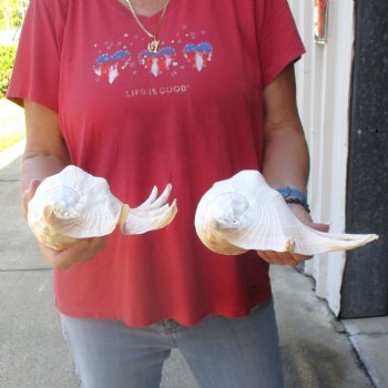 Two piece lot of 12" Giant Spider Conch Shell for Sale $23/lot