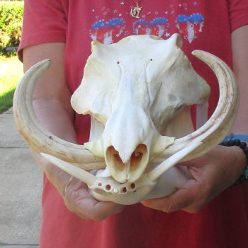 13 inch long African Warthog Skull for sale with 9 inch Ivory tusks - $165