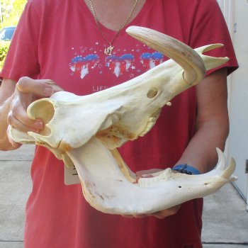 13 inch long African Warthog Skull for sale with 9 inch Ivory tusks - $165