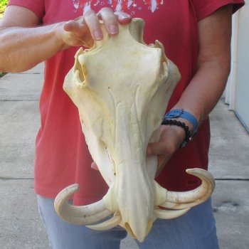 13 inch long African Warthog Skull for sale with 9 inch Ivory tusks - $165