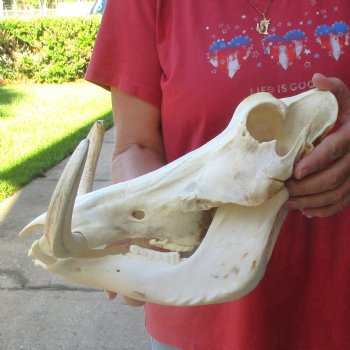13 inch long African Warthog Skull for sale with 9 inch Ivory tusks - $165