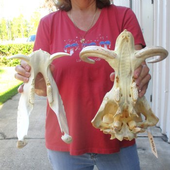 13 inch long African Warthog Skull for sale with 9 inch Ivory tusks - $165