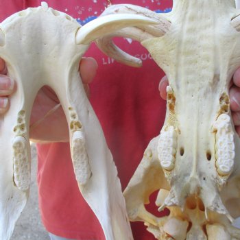 13 inch long African Warthog Skull for sale with 9 inch Ivory tusks - $165