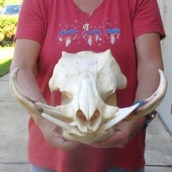 14 inch long African Warthog Skull for sale with 9 inch Ivory tusks - $165