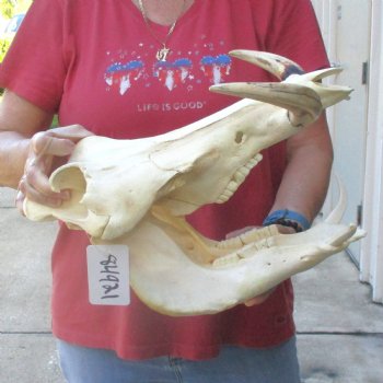 14 inch long African Warthog Skull for sale with 9 inch Ivory tusks - $165