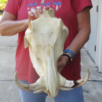 14 inch long African Warthog Skull for sale with 9 inch Ivory tusks - $165