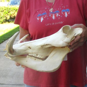 14 inch long African Warthog Skull for sale with 9 inch Ivory tusks - $165