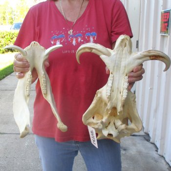 14 inch long African Warthog Skull for sale with 9 inch Ivory tusks - $165