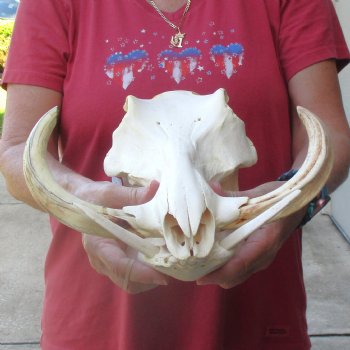 13 inch long African Warthog Skull for sale with 9 inch Ivory tusks - $165