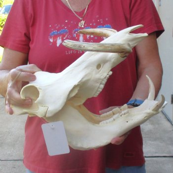 13 inch long African Warthog Skull for sale with 9 inch Ivory tusks - $165