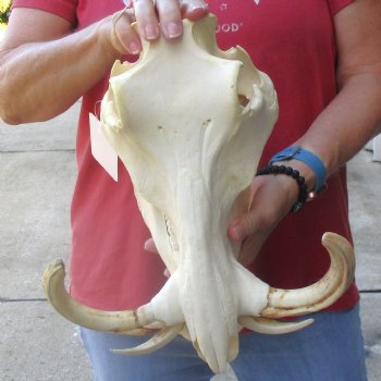 13 inch long African Warthog Skull for sale with 9 inch Ivory tusks - $165