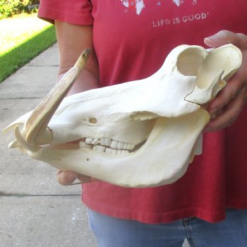 13 inch long African Warthog Skull for sale with 9 inch Ivory tusks - $165