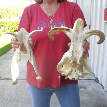 13 inch long African Warthog Skull for sale with 9 inch Ivory tusks - $165