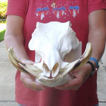 12 inch long African Warthog Skull for sale with 5 inch Ivory tusks - $125