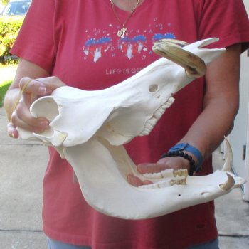 12 inch long African Warthog Skull for sale with 5 inch Ivory tusks - $125