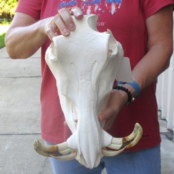 12 inch long African Warthog Skull for sale with 5 inch Ivory tusks - $125