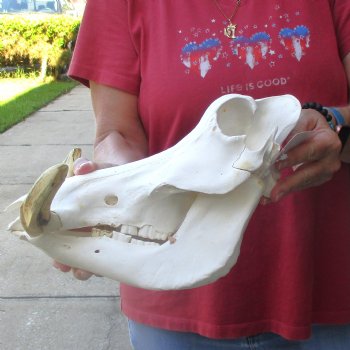 12 inch long African Warthog Skull for sale with 5 inch Ivory tusks - $125