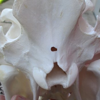 12 inch long African Warthog Skull for sale with 5 inch Ivory tusks - $125