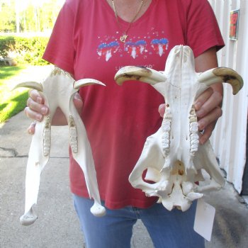 12 inch long African Warthog Skull for sale with 5 inch Ivory tusks - $125