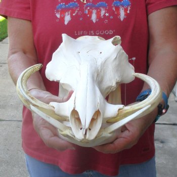 13 inch long African Warthog Skull for sale with 9 inch Ivory tusks - $165