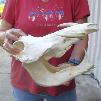 13 inch long African Warthog Skull for sale with 9 inch Ivory tusks - $165