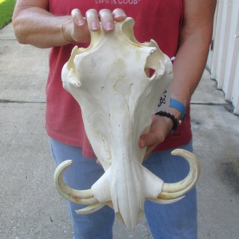 13 inch long African Warthog Skull for sale with 9 inch Ivory tusks - $165